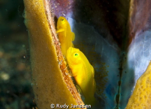 Lemongoby by Rudy Janssen 
